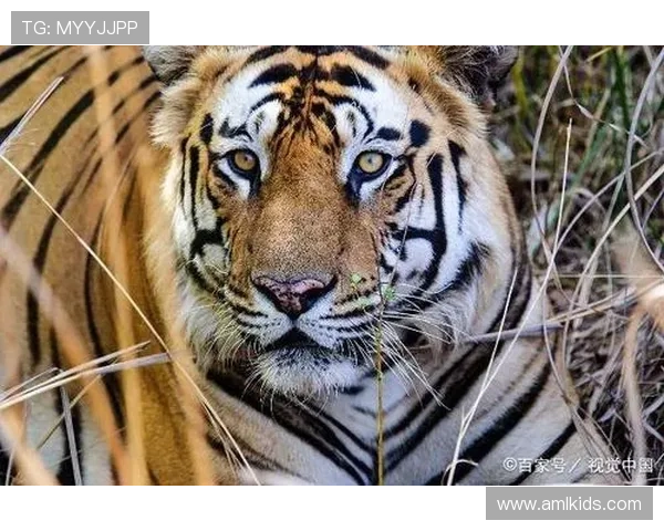 特德斯科直言完败森林应得胜利